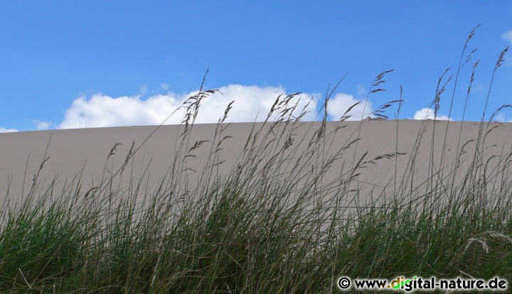 Sanddüne und Flugsand