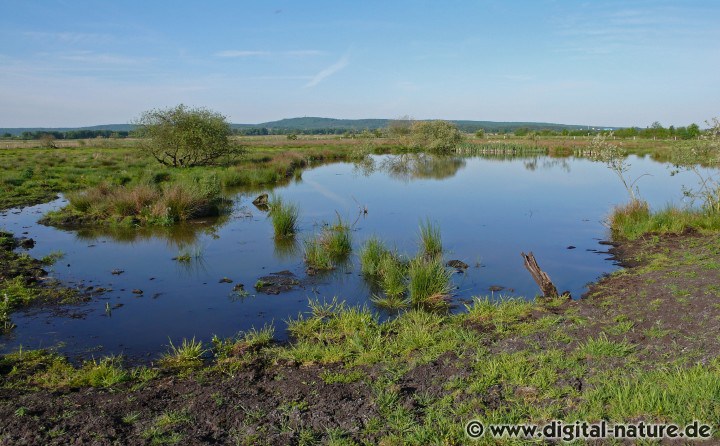 Feuchtniederung westlich vom Steinhuder Meer