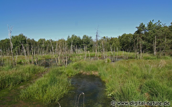 Hochmoorbiotope bilden ein Rückzugsgebiet für bedrohte Tierarten