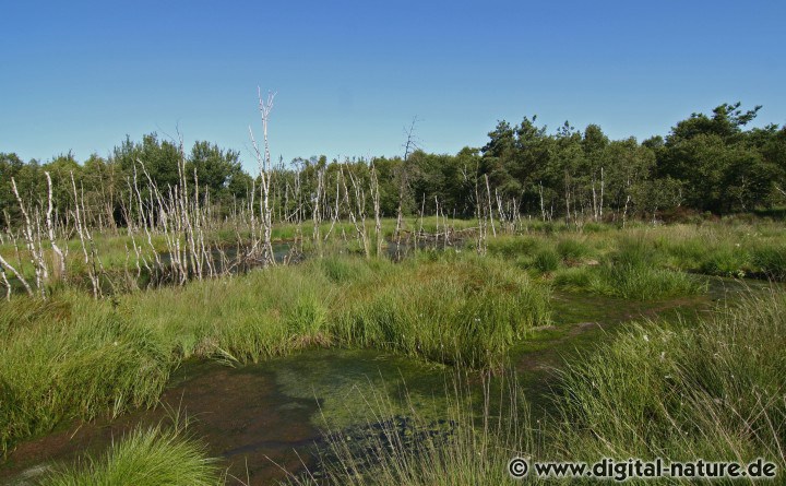 Torfmoose und Schwingrasen im Regenmoor