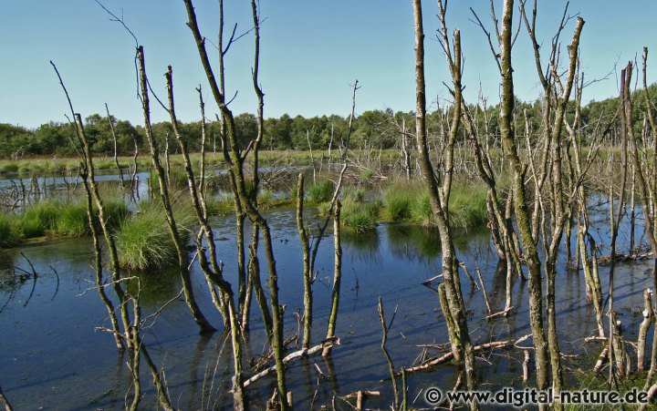 Das Tote Moor befindet sich im Naturpark Steinhuder Meer