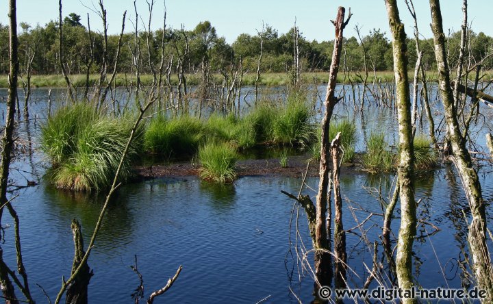 EU-Vogelschutzgebiet im Toten Moor