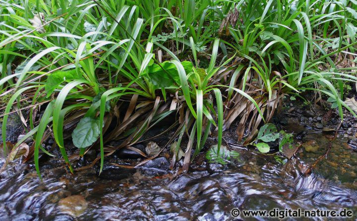 Der Mittelgebirgsbach ist reich an Wasserinsekten