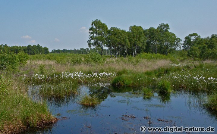 Wulveskuhlen und Ostufer Steinhuder Meer