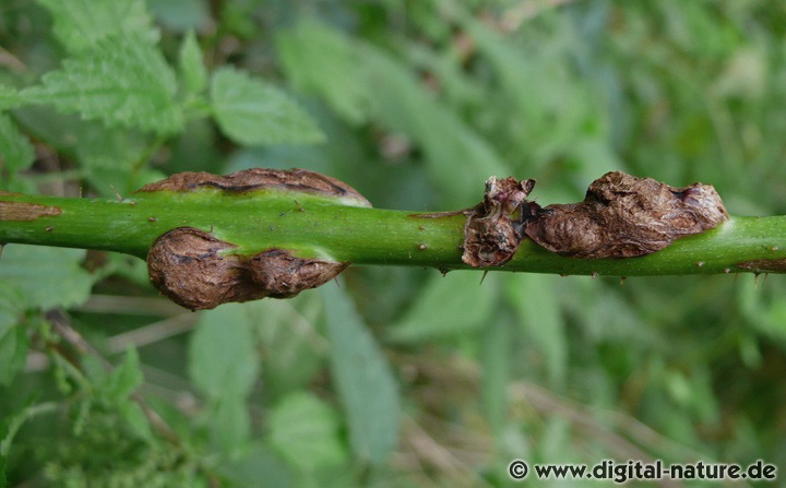 Himbeergallmücke Lasioptera rubi