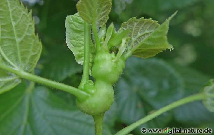 Lindenknospengallmücke Contarinia tiliarum