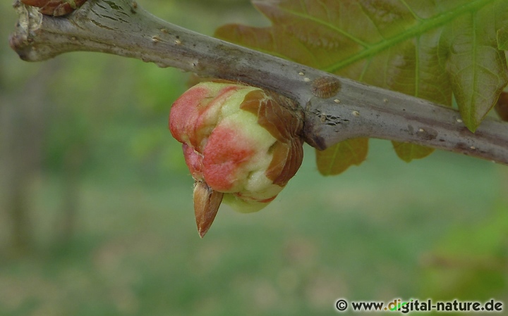 Biorhiza pallida an Eichenknospe