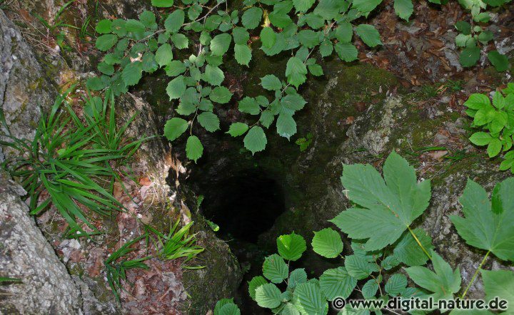 Karstschlotten sind schmale Hohlräume die in die Tiefe führen