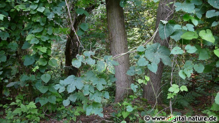 Kletterpflanzen im Steinbruch