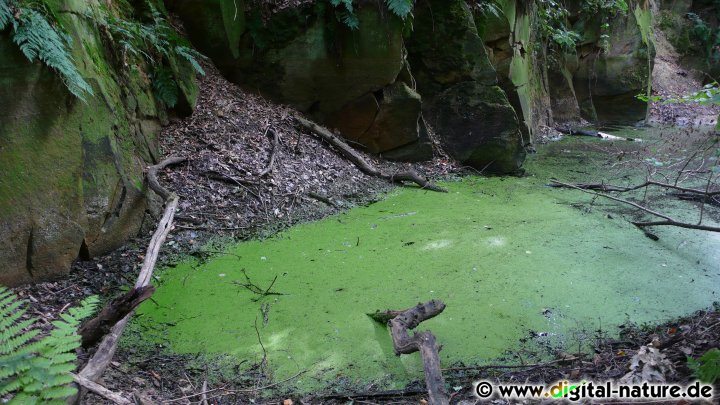 Tümpel im Steinbruch