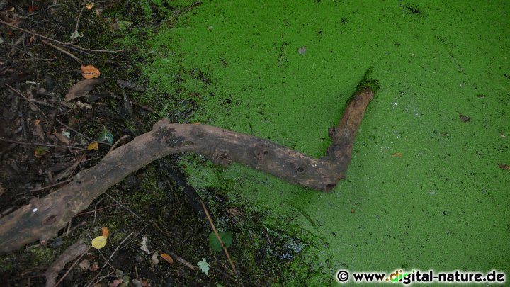 Entengrütze im Teich