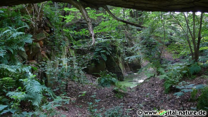 Natur im alten Sandsteinbruch