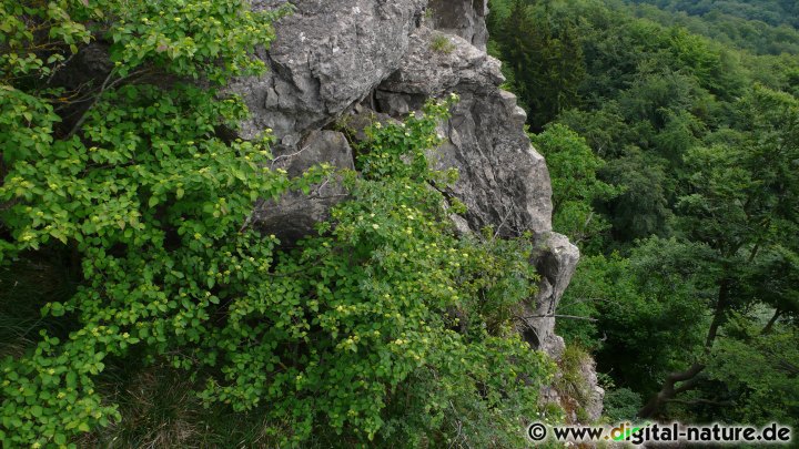 Die Steilwand des Hohensteins ist durch Rutschungen entstanden