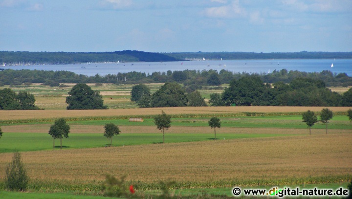 Die Heuschrecken im Gebiet Steinhuder Meer