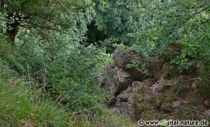 Höhlen bieten eine Überwinterungsmöglichkeit für Fledermäuse