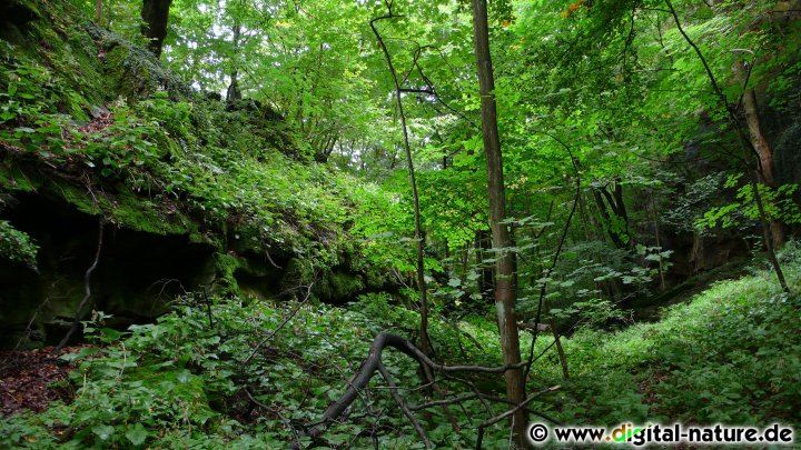 Schatthangwälder sind oft sehr unzugänglich