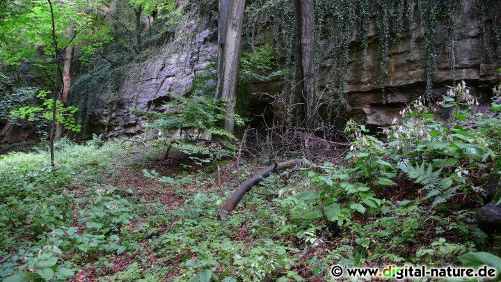 Feuchte Lebensräume wie Schluchtwälder bieten gute Bedingungen