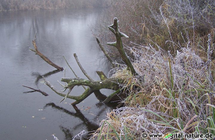 Leine-Altarm im Winter