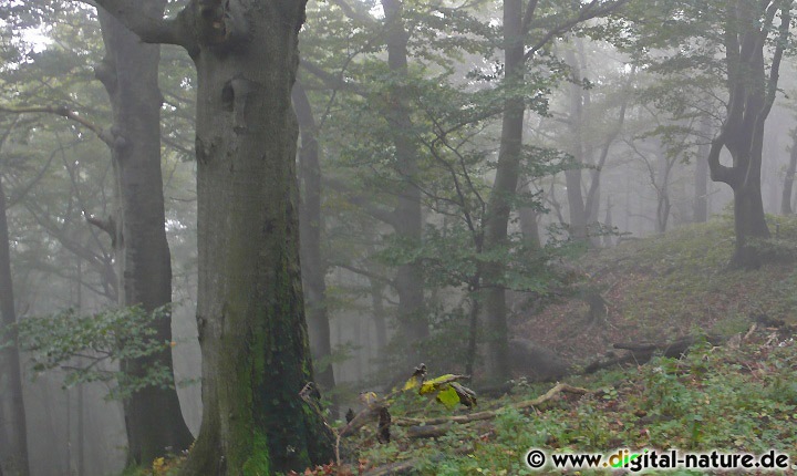 Baumriesen im Nebelwald