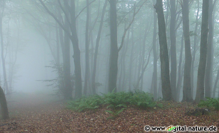 Dichter Nebel im Süntel