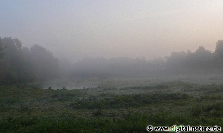 Wiesensenke im Nebel