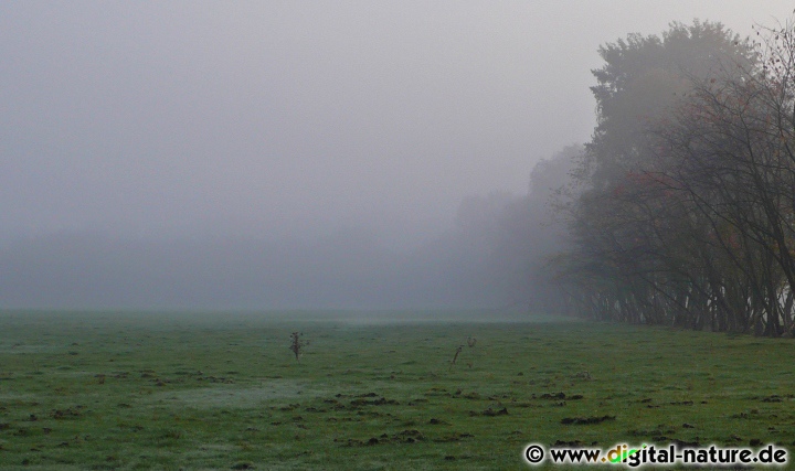 Wiese im Nebel