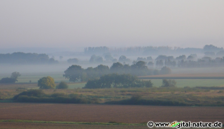 Steinhuder Meer Gebiet am Morgen