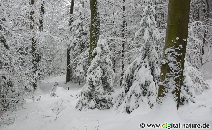 Tannenbäume im Schnee