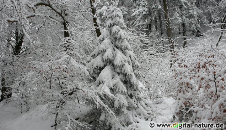 Schnee in den Bückebergen