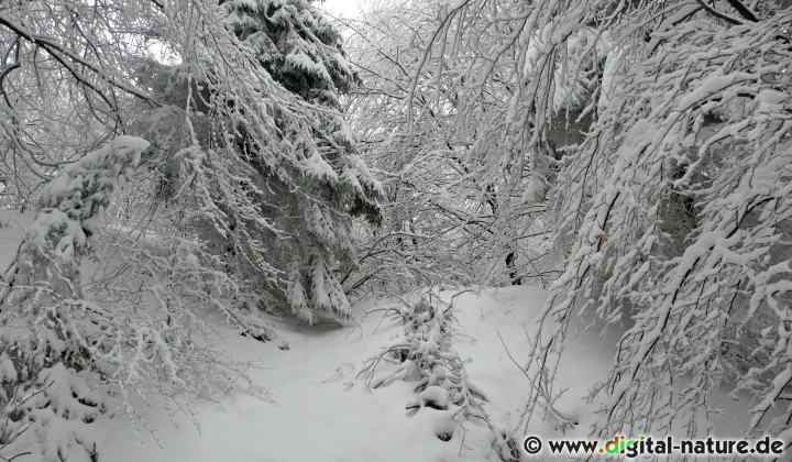 Waldweg im Winter