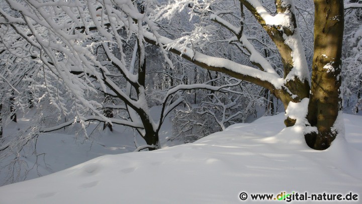 Schneebedeckte Bäume