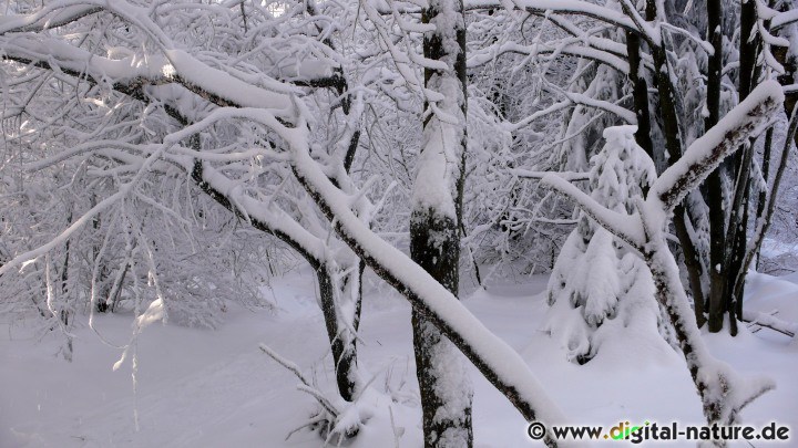 Schnee im Deister