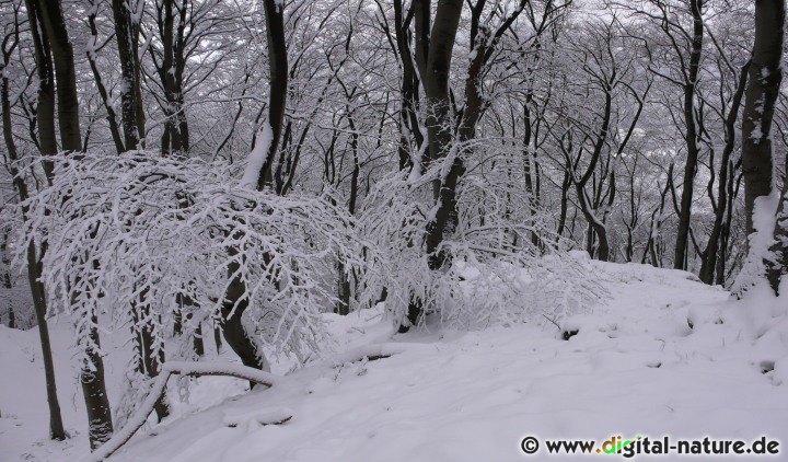 Schneewanderung durch den Winterwald