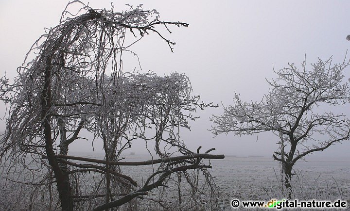 Raureif und Nebel beim Hohen Holz