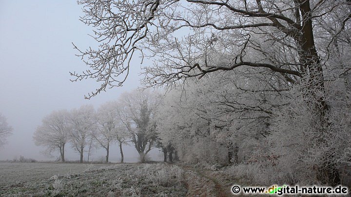 Winter am Waldrand