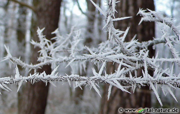 Eiskristalle im Winter