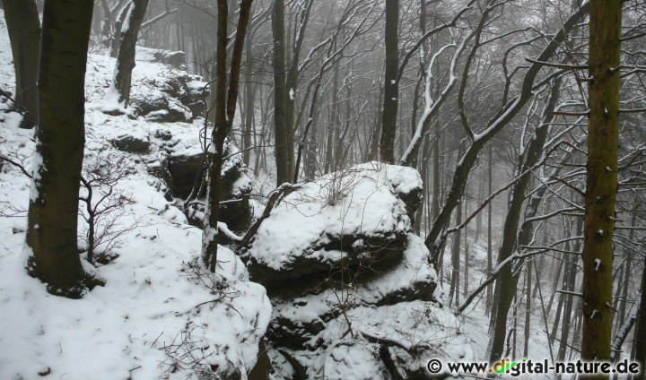 Schnee und Eis im Buchenwald