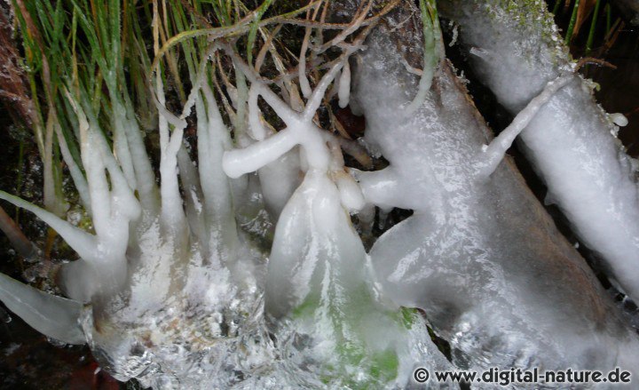 Vereisung der Vegetation