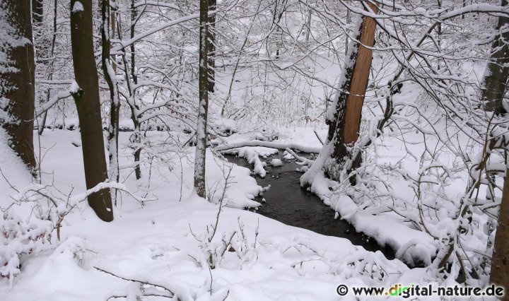 Der Blutbach im Winter