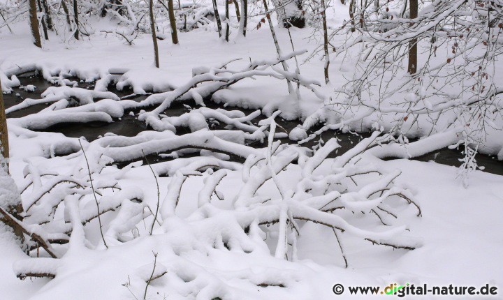 Schneebedecktes Totholz am Blutbach