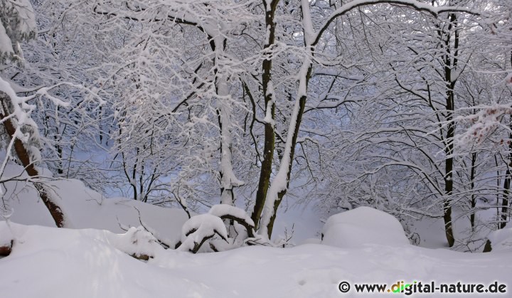 Wanderung im Süntelwald