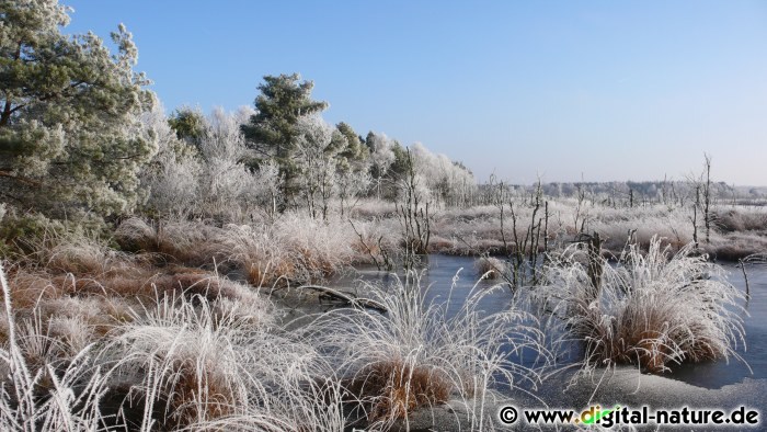 Mystisches Wintermoor