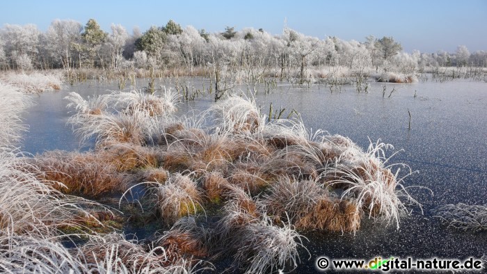 Winterimpressionen aus dem Moor