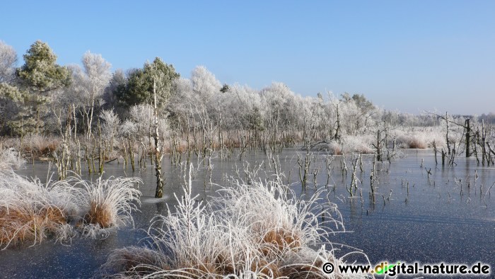 Winterlandschaft Totes Moor