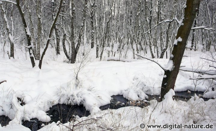 Winterimpressionen aus dem Moor