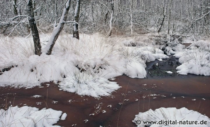 Eis und Schnee im Wunstorfer Moor