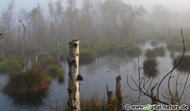 Morgenstimmung im Wunstorfer Moor