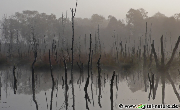 Nebel im Hochmoor