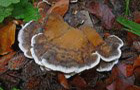 Angebrannter Rauchporling