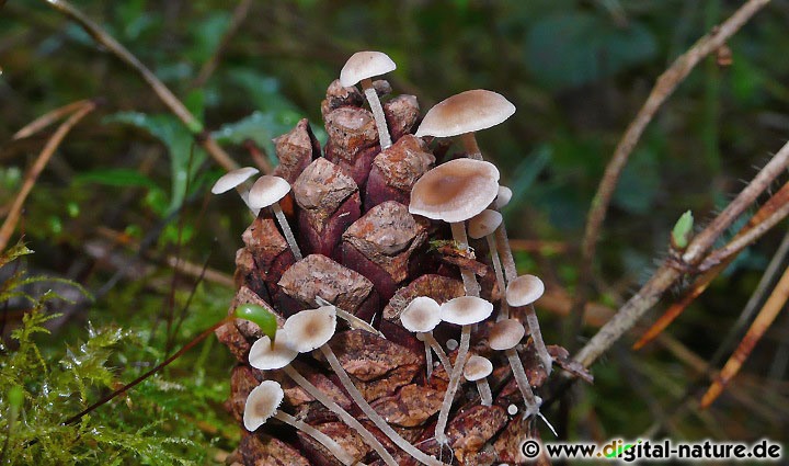 Mäuseschwanz-Rübling Fruchtkörper auf Nadelbaum-Zapfen